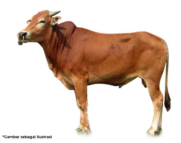 cow