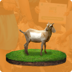 Kambing Amazing Qurban