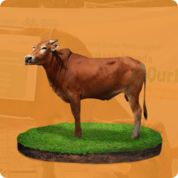 Sapi Amazing Qurban