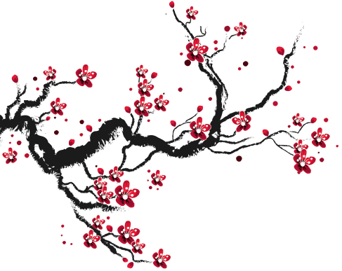batang-sakura